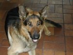 Unser Hund Jacky, 6 Jahre alt ist am Samstag, den 1.05.2004 in Würzburg entlaufen! Er hat eine schwarze Schnauze und ist ziemlich schwarz am Kopf (siehe Bild) Bitte bringt ihn uns wieder und meldet euch so schnell es geht! PS: Da der hund eine erkrankung hat braucht er seine Tabletten regelmäßig! Bitte meldet euch bei uns! 